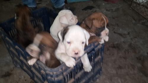 Vendo cachorros boxer puros color blanco caf - Imagen 3