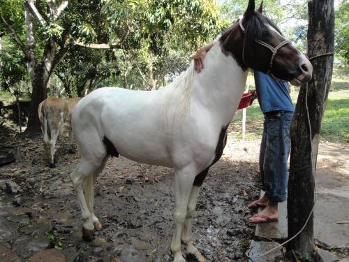 vendo caballo ibero y caballo peruano overo 2 - Imagen 2