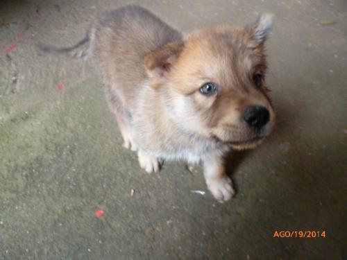 vendo cachorro siberiano de 3 meses con su va - Imagen 1
