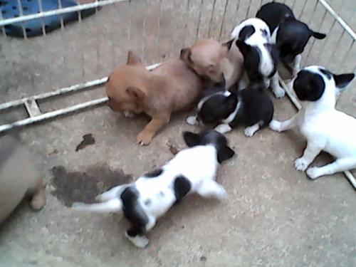Se vende cachorritos chihuahuas Tef 77797321 - Imagen 1