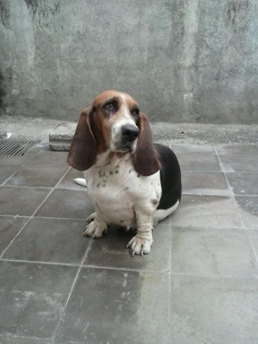 Nesecito perro Basset hound tricolor para mon - Imagen 1