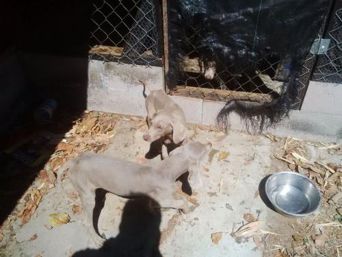Vendo cachorro WEIMARANER en nicaragua Es ma - Imagen 1