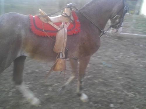vendo caballo ibero con español contactar  - Imagen 1