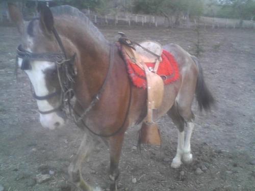 vendo caballo ibero con español contactar  - Imagen 2