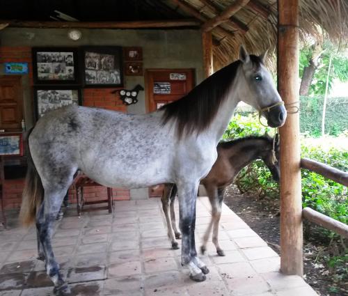 Se venden preciosos caballos Españoles Iber - Imagen 1