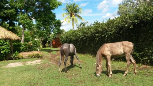 Se venden preciosos caballos Españoles Iber - Imagen 2