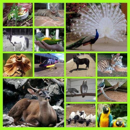 vendo toda clase de animales exóticos visita - Imagen 1