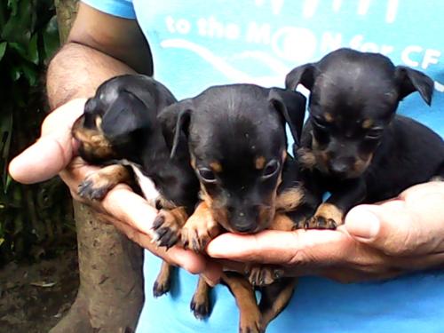 Se venden lindos cachorritos Doberman Pincher - Imagen 1