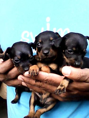 Se venden lindos cachorritos Doberman Pincher - Imagen 3