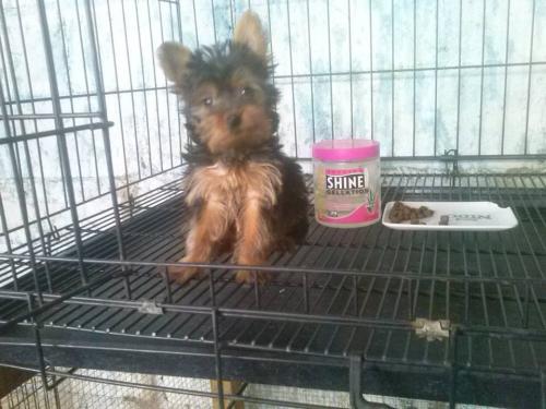 Vendo cachorra yorkshire terrier  en nicaragu - Imagen 2