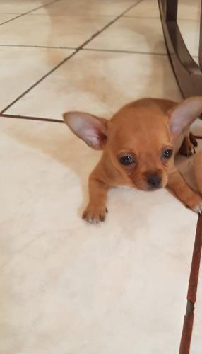 Bello perrito Chihuahua de 1 mes con la prime - Imagen 1
