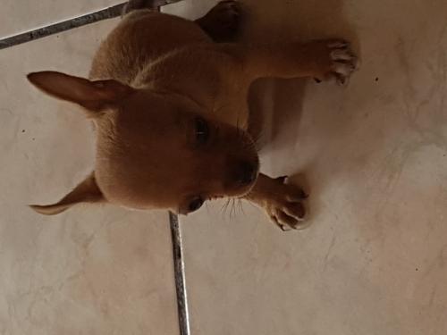 Bello perrito Chihuahua de un mes con la prim - Imagen 2