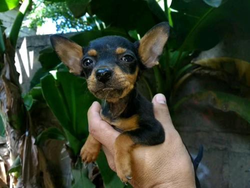 Se vende cachorritos Chihuahua mini  Vacunado - Imagen 1