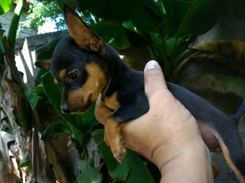 Se vende cachorritos Chihuahua mini  Vacunado - Imagen 2