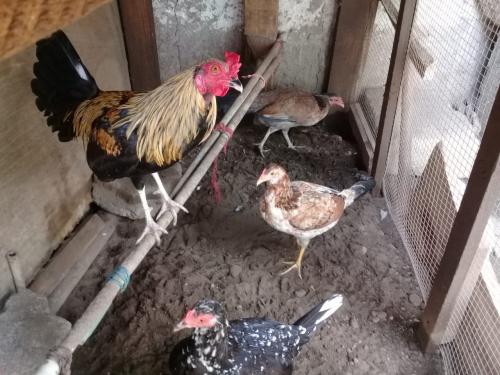 Vendo un trío de un gallo y dos gallinas Esp - Imagen 1