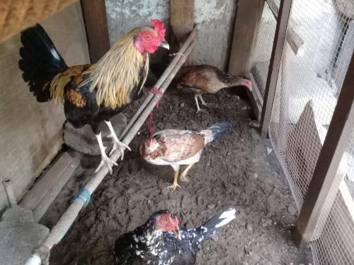 Vendo un trío de un gallo y dos gallinas Esp - Imagen 2