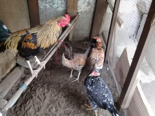 Vendo un trío de un gallo y dos gallinas Esp - Imagen 3