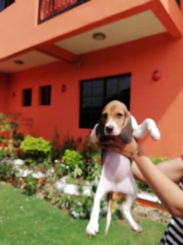 Se venden cachorritas beagles puras con sus v - Imagen 1