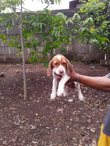 Se venden cachorritas beagles puras con sus v - Imagen 2