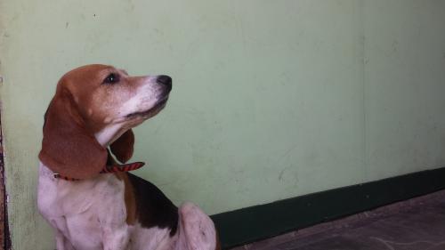Perrita beagle busca novio para ya contactarm - Imagen 1