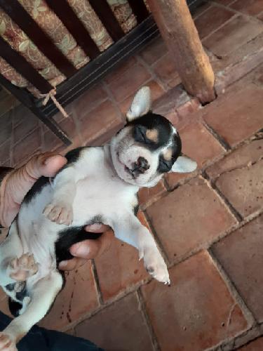 Vendo cachorrita Chihuahua pura con sus vacun - Imagen 1