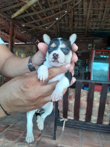Vendo cachorrita Chihuahua pura con sus vacun - Imagen 2