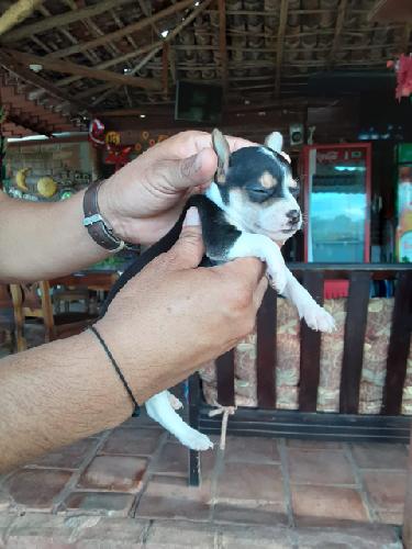 Vendo cachorrita Chihuahua pura con sus vacun - Imagen 3