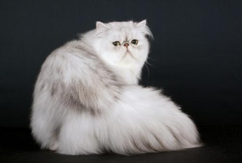 Compro gato persa - Imagen 1