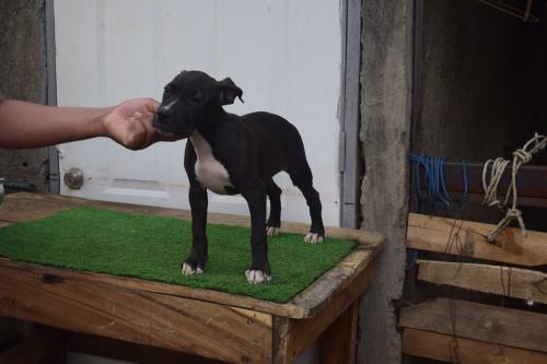 Hermosos American Pitbull Terrier  Macho y He - Imagen 3