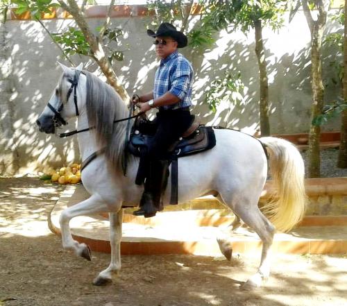 Disponible caballo entero iberoamericano  ca - Imagen 1