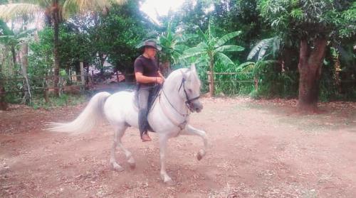 Disponible caballo entero iberoamericano  ca - Imagen 2