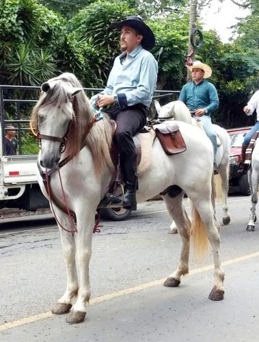 Disponible caballo entero iberoamericano  ca - Imagen 3
