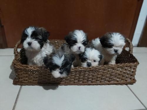 Cachorros Shih Tzu de 6 semanas vacunados y  - Imagen 1