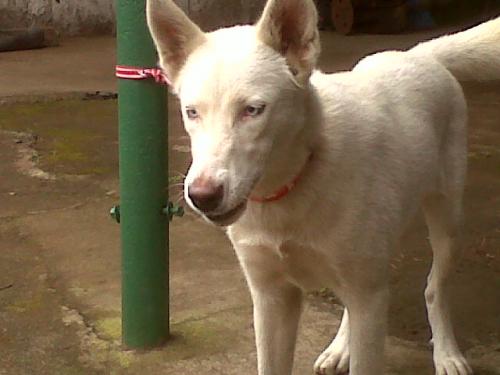 vendo lindas cachorra huskin siberiana de 4m - Imagen 2