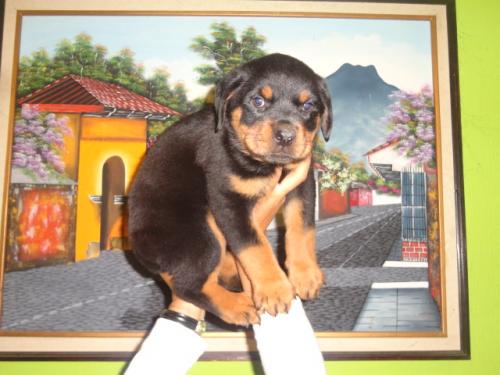enviamos cachorritos desde guatemala con reg - Imagen 3