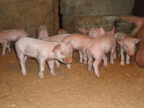 vendo cerdos de granja york landrace y trih - Imagen 1