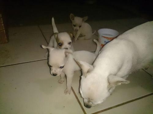 Se venden cachorritos chihuahuas tef 89222288 - Imagen 3