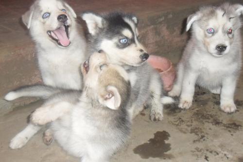 Lindos cachorros husky siberianos dos meses  - Imagen 1