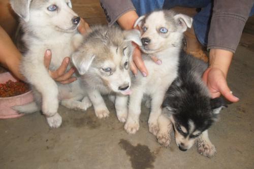 Lindos cachorros husky siberianos dos meses  - Imagen 3
